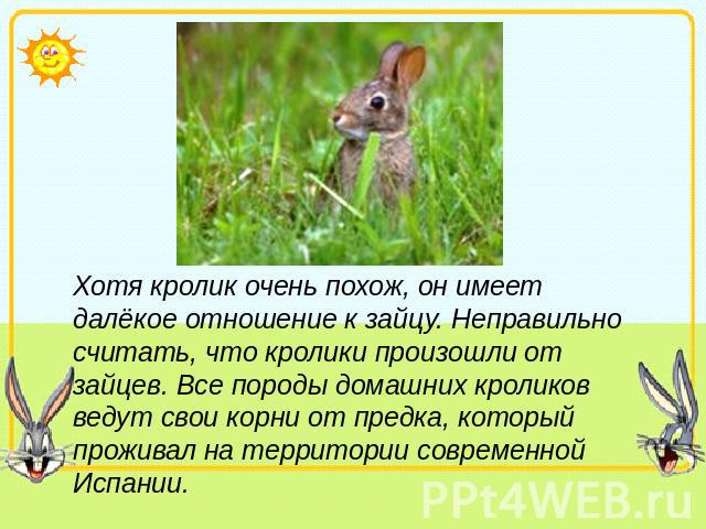 Хотя кролик очень похож, он имеет далёкое отношение к зайцу. Неправильно считать, что кролики произошли от зайцев. Все породы домашних кроликов ведут свои корни от предка, который проживал на территории современной Испании.