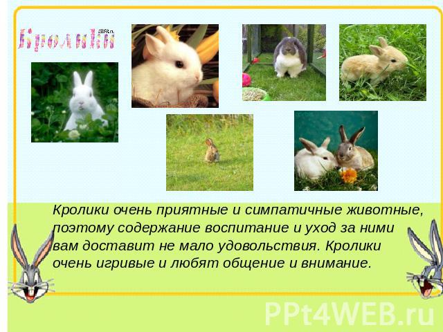 Кролики очень приятные и симпатичные животные, поэтому содержание воспитание и уход за ними вам доставит не мало удовольствия. Кролики очень игривые и любят общение и внимание. 