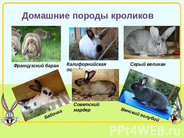 Домашние породы кроликов Французский баран Калифорнийская порода Серый великан Советский мардер