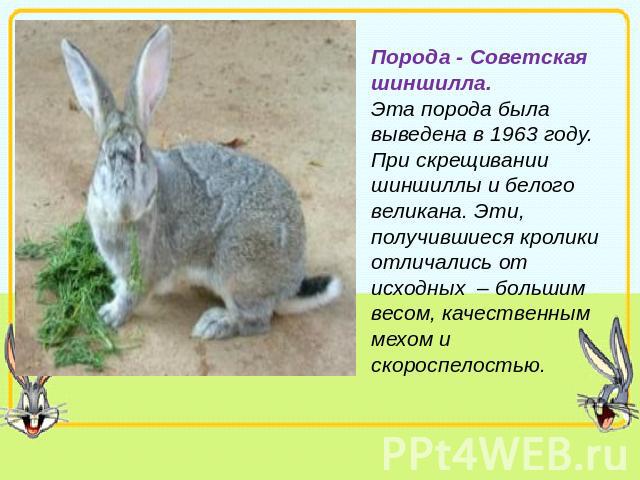 Порода - Советская шиншилла. Эта порода была выведена в 1963 году. При скрещивании шиншиллы и белого великана. Эти, получившиеся кролики отличались от исходных – большим весом, качественным мехом и скороспелостью.