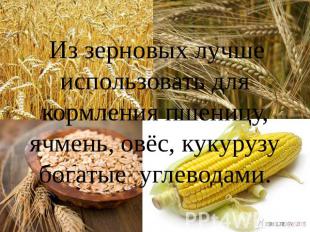 Из зерновых лучше использовать для кормления пшеницу, ячмень, овёс, кукурузу бог