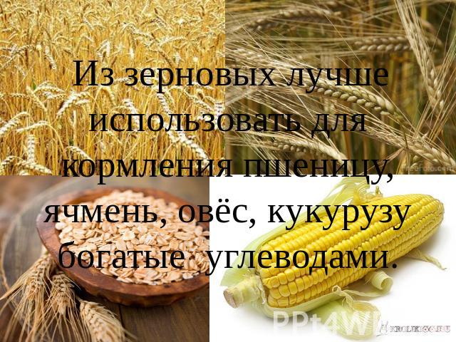 Из зерновых лучше использовать для кормления пшеницу, ячмень, овёс, кукурузу богатые углеводами.