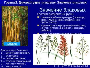 Значение Злаковых Растения разделяют на группы: главные хлебные культуры (пшениц