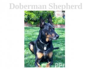 Doberman Shepherd