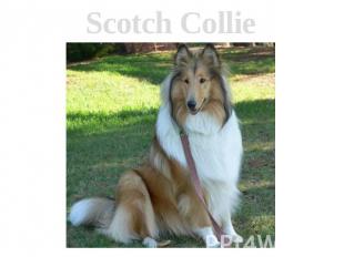 Scotch Collie