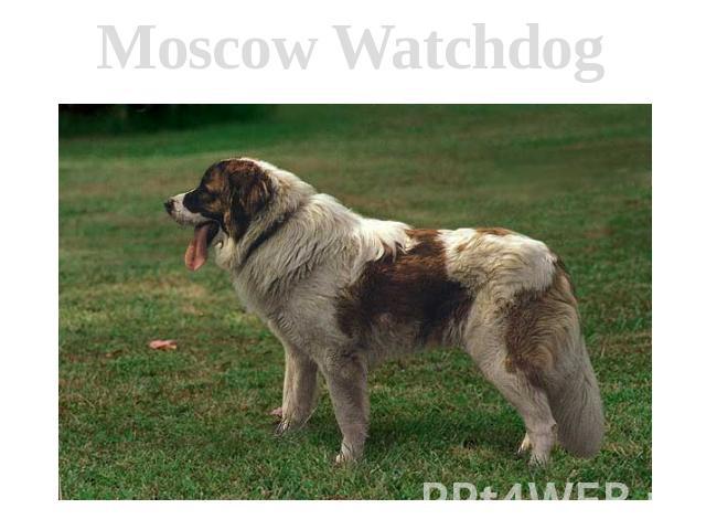 Moscow Watchdog