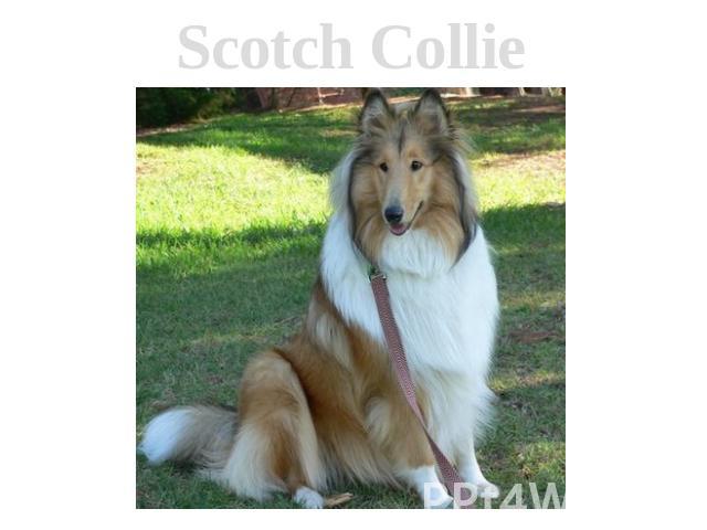 Scotch Collie