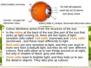 retina ['retɪnə] сетчатка choroid - сосудистая оболочка глаза iris ['aɪərɪs] рад