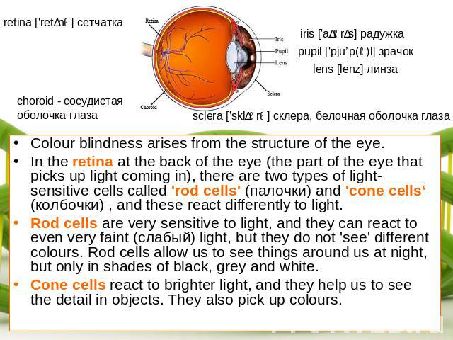 retina ['retɪnə] сетчатка choroid - сосудистая оболочка глаза iris ['aɪərɪs] радужка pupil ['pjuːp(ə)l] зрачок lens [lenz] линза sclera ['sklɪərə] склера, белочная оболочка глаза Colour blindness arises from the structure of the eye.In the retina at…