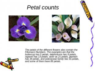 Petal counts The petals of the different flowers also contain the Fibonacci Numb