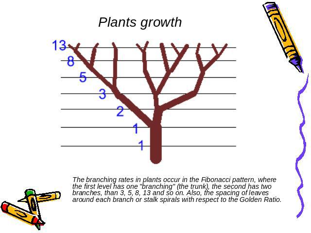 Plants growth The branching rates in plants occur in the Fibonacci pattern, where the first level has one 