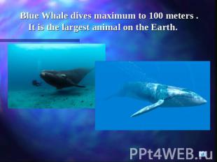 Blue Whale dives maximum to 100 meters . It is the largest animal on the Earth.