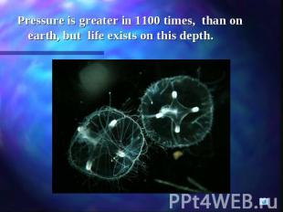 Pressure is greater in 1100 times, than on earth, but life exists on this depth.