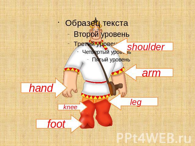 hand knee foot leg arm shoulder