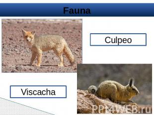 Fauna Culpeo Viscacha