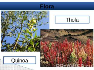 Flora Quinoa Thola