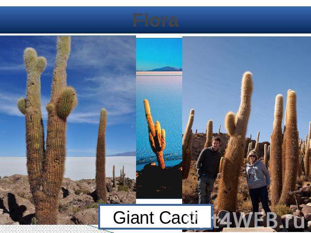 Flora Giant Cacti