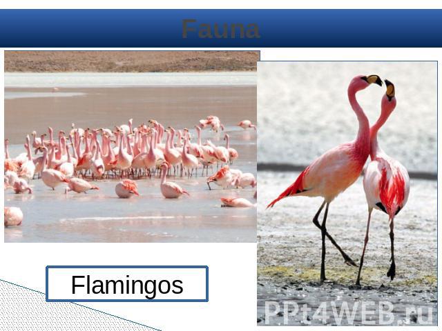 Fauna Flamingos
