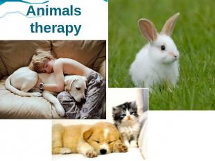 Animals therapy