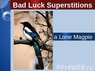 Bad Luck Superstitions a Lone Magpie