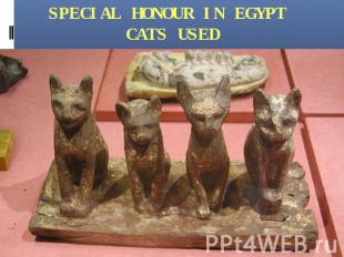 SPECIAL HONOUR IN EGYPT CATS USED