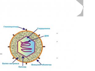 Строениевирусов Вирус состоит из:Нуклеиновой кислоты (ДНК или РНК)Капсида – защи