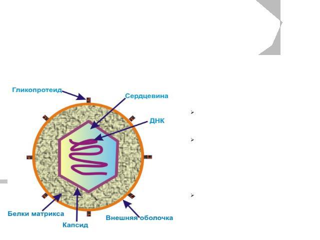 Строениевирусов Вирус состоит из:Нуклеиновой кислоты (ДНК или РНК)Капсида – защитной белковой оболочки, окружающей генетический материал вирусаДополнительной оболочки (вирусы гриппа, ВИЧ)