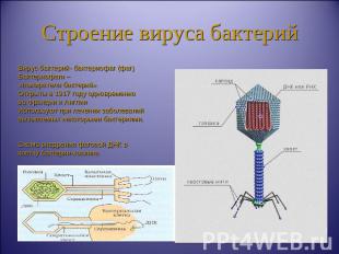 Строение вируса бактерий Вирус бактерий- бактериофаг (фаг)Бактериофаги – «пожира