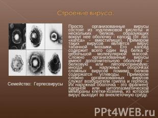 Строение вируса. Семейство: Герпесвирусы Просто организованные вирусы состоят из