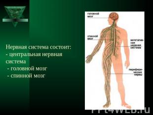 Нервная система состоит:- центральная нервная система - головной мозг - спинной
