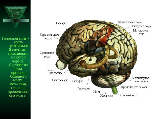 Головной мозг - часть центральной системы, находящаяся внутри черепа. Состоит из ряда органов: большого мозга, мозжечка, ствола и продолговатого мозга.