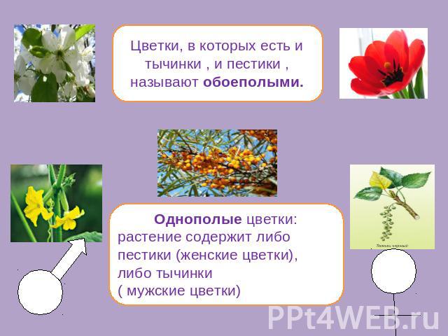 Цветки, в которых есть и тычинки , и пестики ,называют обоеполыми. Однополые цветки:растение содержит либо пестики (женские цветки), либо тычинки ( мужские цветки)