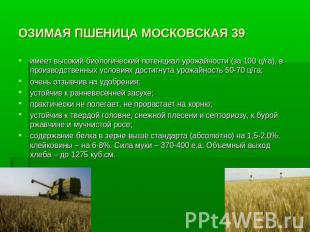 ОЗИМАЯ ПШЕНИЦА МОСКОВСКАЯ 39 имеет высокий биологический потенциал урожайности (