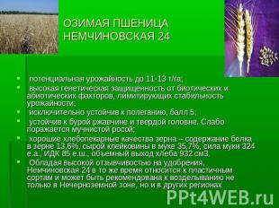 ОЗИМАЯ ПШЕНИЦА НЕМЧИНОВСКАЯ 24 потенциальная урожайность до 11-13 т/га; высокая