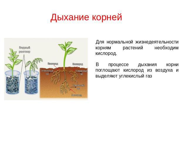 Дыхание корней Для нормальной жизнедеятельности корням растений необходим кислород.В процессе дыхания корни поглощают кислород из воздуха и выделяют углекислый газ