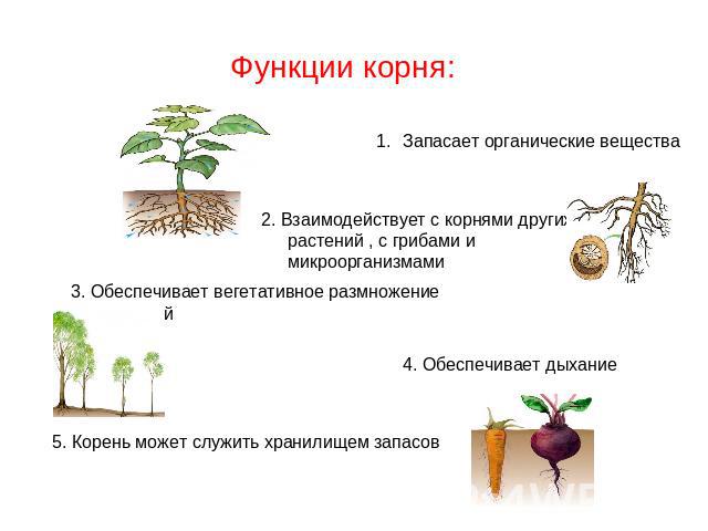 Функции корня: Запасает органические вещества 2. Взаимодействует с корнями других растений , с грибами и микроорганизмами 3. Обеспечивает вегетативное размножение растений 4. Обеспечивает дыхание 5. Корень может служить хранилищем запасов