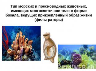 Тип морских и пресноводных животных, имеющих многоклеточное тело в форме бокала,