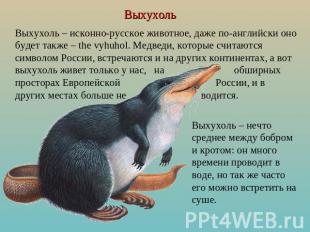 Выхухоль Выхухоль – исконно-русское животное, даже по-английски оно будет также
