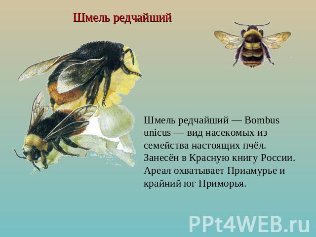 Шмель редчайший Шмель редчайший — Bombus unicus — вид насекомых из семейства настоящих пчёл. Занесён в Красную книгу России. Ареал охватывает Приамурье и крайний юг Приморья.