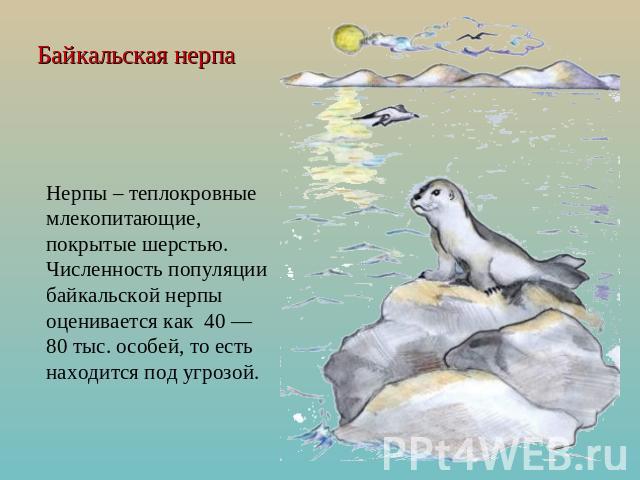 Байкальская нерпа Нерпы – теплокровные млекопитающие, покрытые шерстью. Численность популяции байкальской нерпы оценивается как  40 — 80 тыс. особей, то есть находится под угрозой.