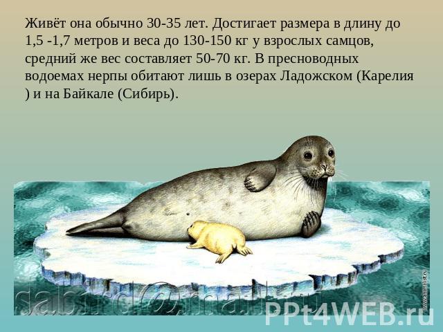 Живёт она обычно 30-35 лет. Достигает размера в длину до 1,5 -1,7 метров и веса до 130-150 кг у взрослых самцов, средний же вес составляет 50-70 кг. В пресноводных водоемах нерпы обитают лишь в озерах Ладожском (Карелия) и на Байкале (Сибирь).