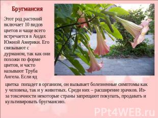 Бругмансия Этот род растений включает 10 видов цветов и чаще всего встречается в