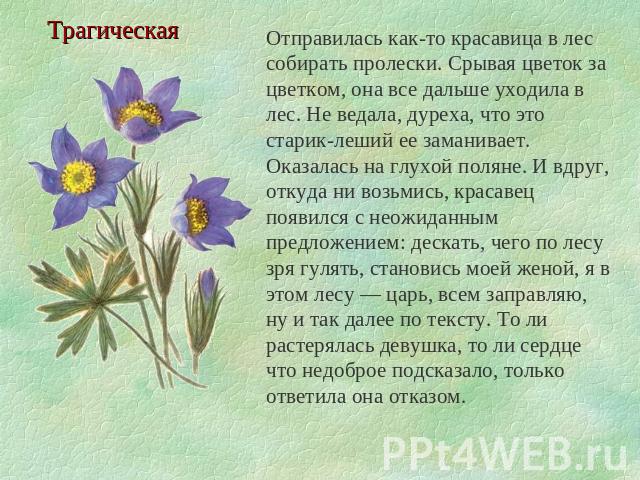 Трагическая Отправилась как-то красавица в лес собирать пролески. Срывая цветок за цветком, она все дальше уходила в лес. Не ведала, дуреха, что это старик-леший ее заманивает. Оказалась на глухой поляне. И вдруг, откуда ни возьмись, красавец появил…