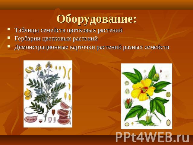 Оборудование: Таблицы семейств цветковых растенийГербарии цветковых растенийДемонстрационные карточки растений разных семейств