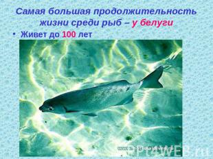 Самая большая продолжительность жизни среди рыб – у белуги Живет до 100 лет