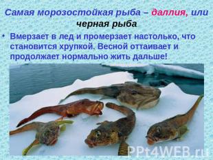 Самая морозостойкая рыба – даллия, или черная рыба Вмерзает в лед и промерзает н