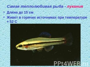 Самая теплолюбивая рыба - лукания Длина до 15 смЖивет в горячих источниках при т