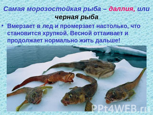 Самая морозостойкая рыба – даллия, или черная рыба Вмерзает в лед и промерзает настолько, что становится хрупкой. Весной оттаивает и продолжает нормально жить дальше!