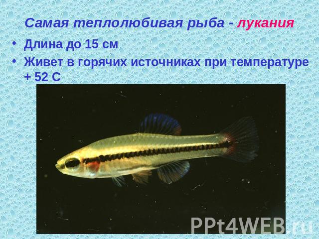 Самая теплолюбивая рыба - лукания Длина до 15 смЖивет в горячих источниках при температуре + 52 С