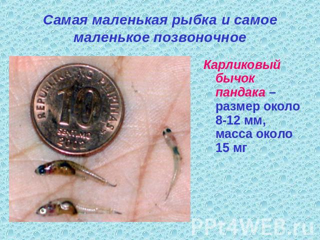 Самая маленькая рыбка и самое маленькое позвоночное Карликовый бычок пандака – размер около 8-12 мм, масса около 15 мг